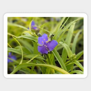 Blue and yellow flower in leaves Sticker